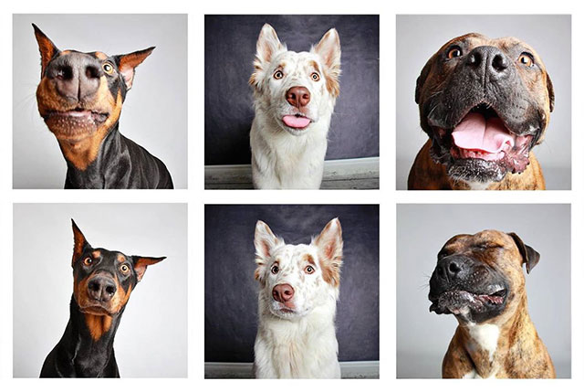 chien photomaton