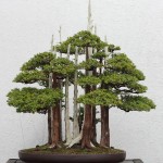 bonsai-Goshin-11