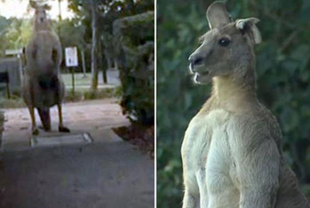 kangourou musclé