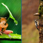 parapluie-naturel-animaux