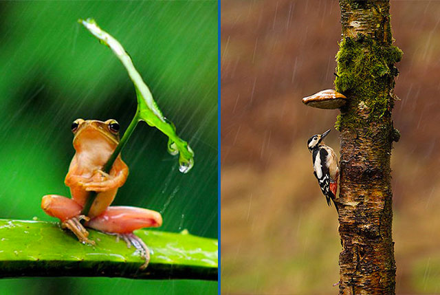 parapluie naturel animaux