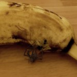 banane-araignée-4