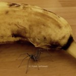 banane-araignée-5