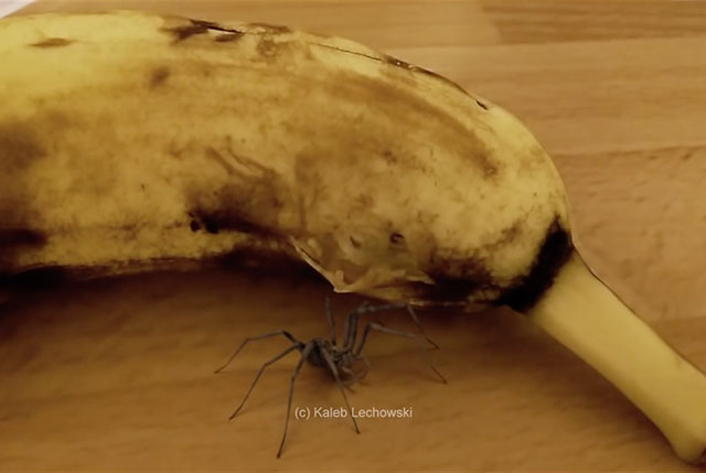 banane araignée