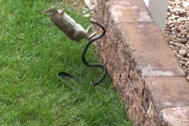 lapin vs serpent
