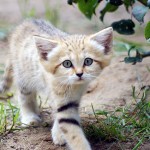 chat-des-sables (11)