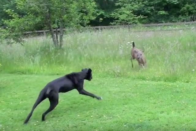 biche et chien