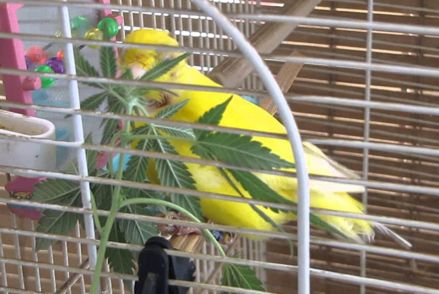 canari cannabis