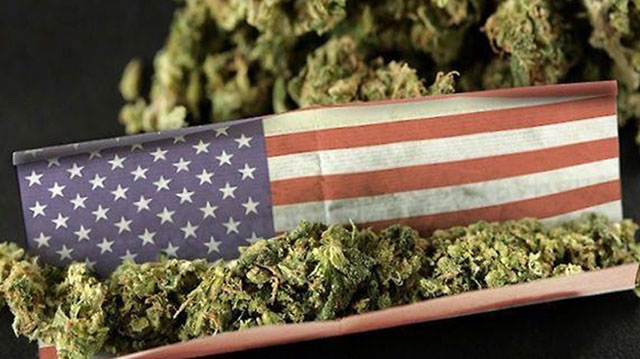 cannabis usa